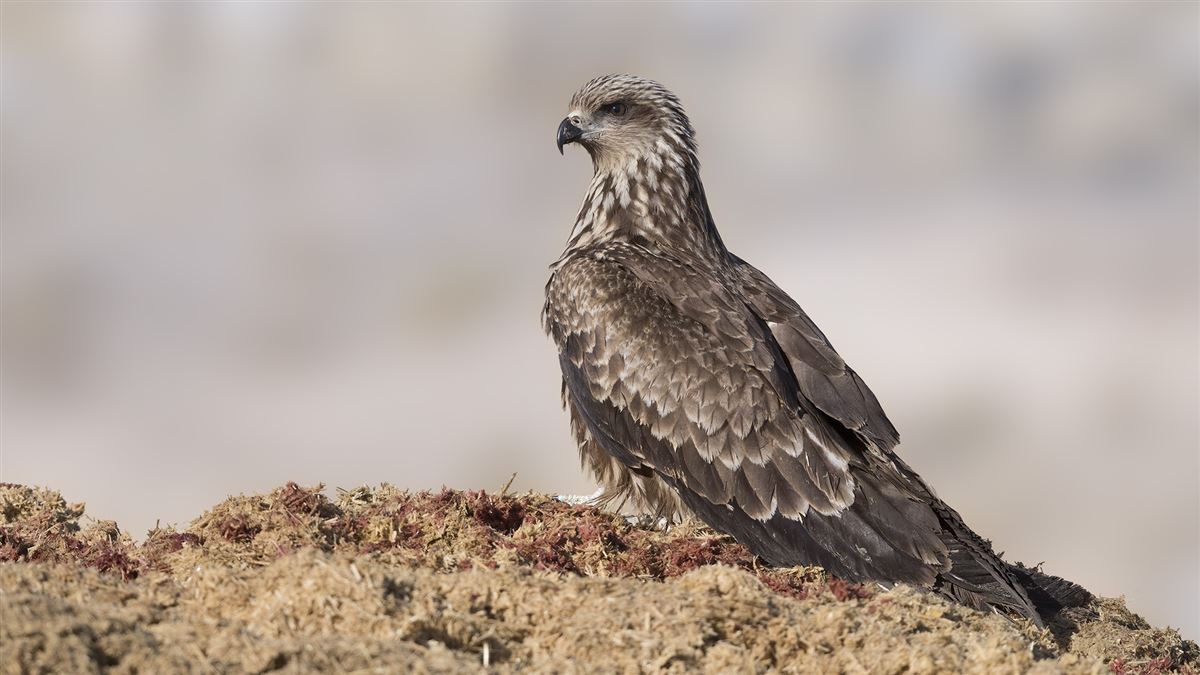 Black Kite