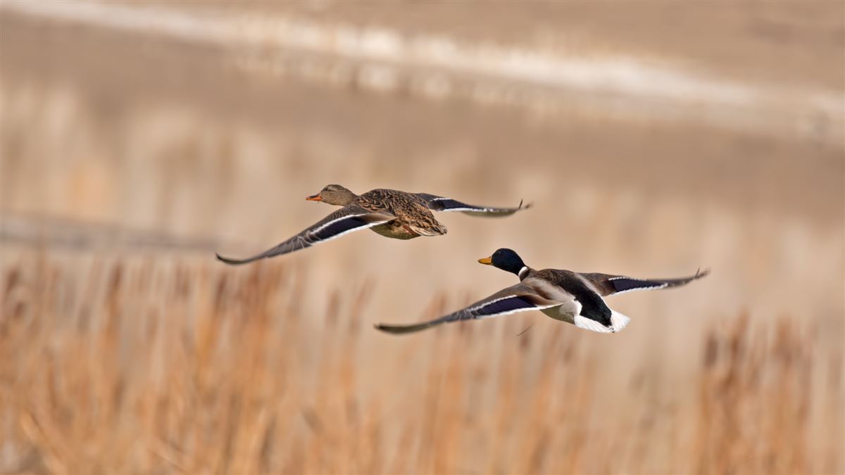Mallard