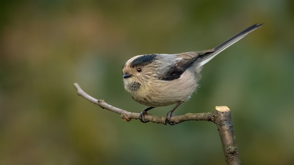 Long-tailed Tit