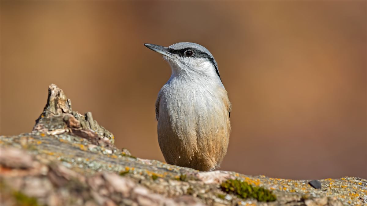Western Rock Nuthatch