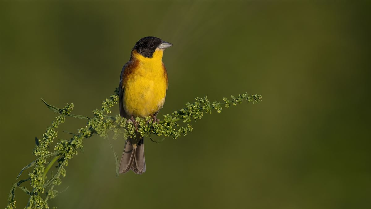 Black-headed Bunting