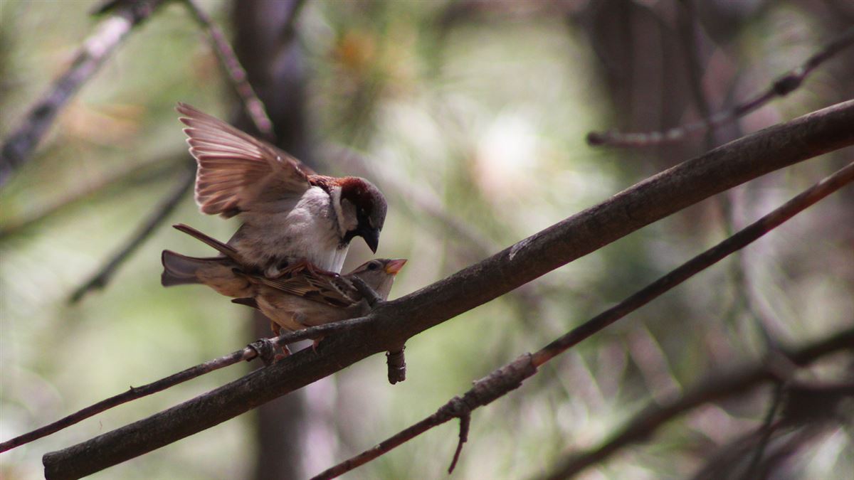 House Sparrow