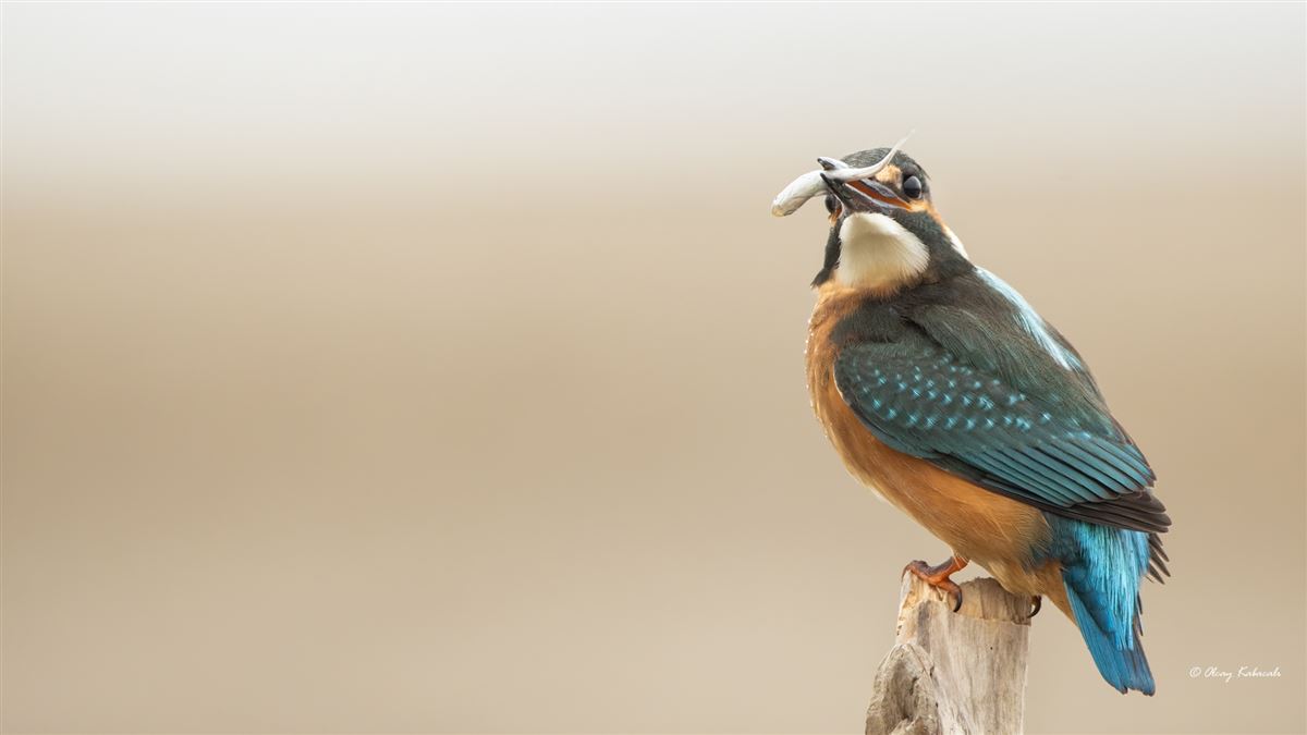 Common Kingfisher
