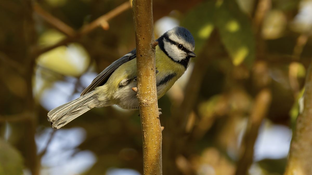 Eurasian Blue Tit