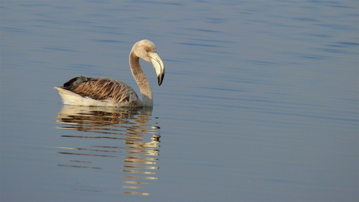Greater Flamingo