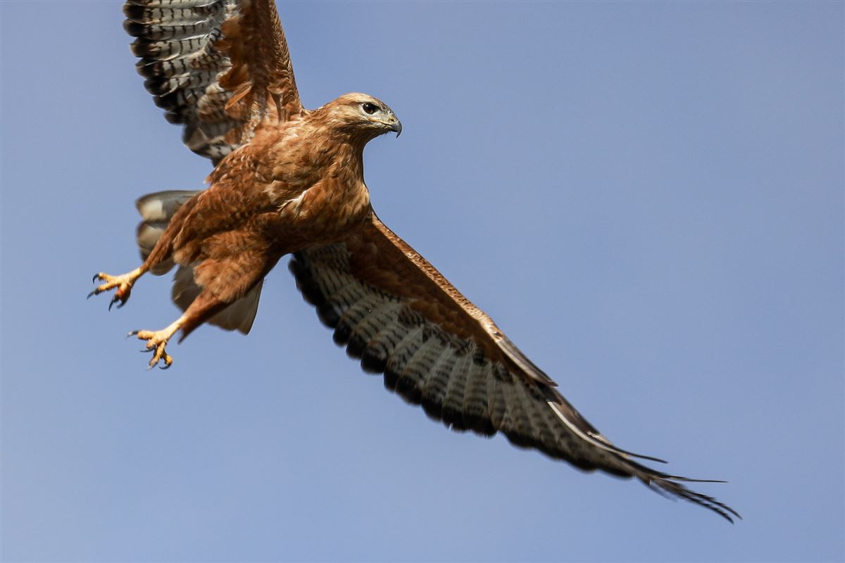 Long-legged Buzzard