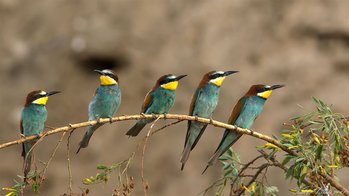 European Bee-eater