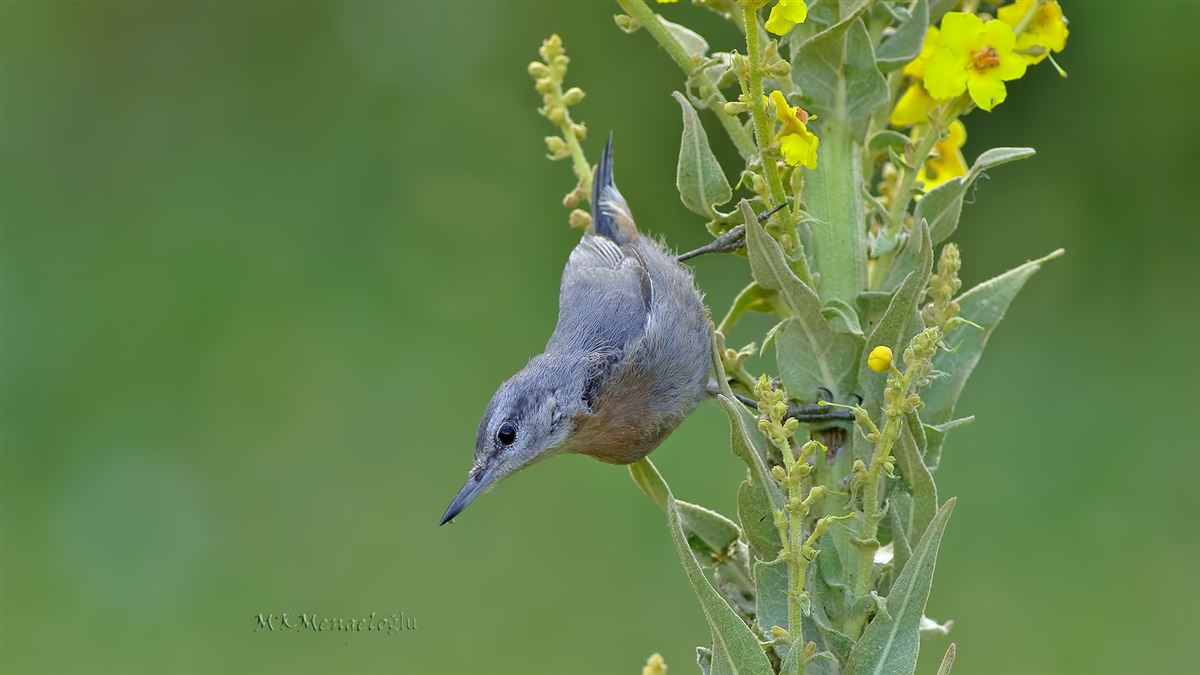 Krüper`s Nuthatch