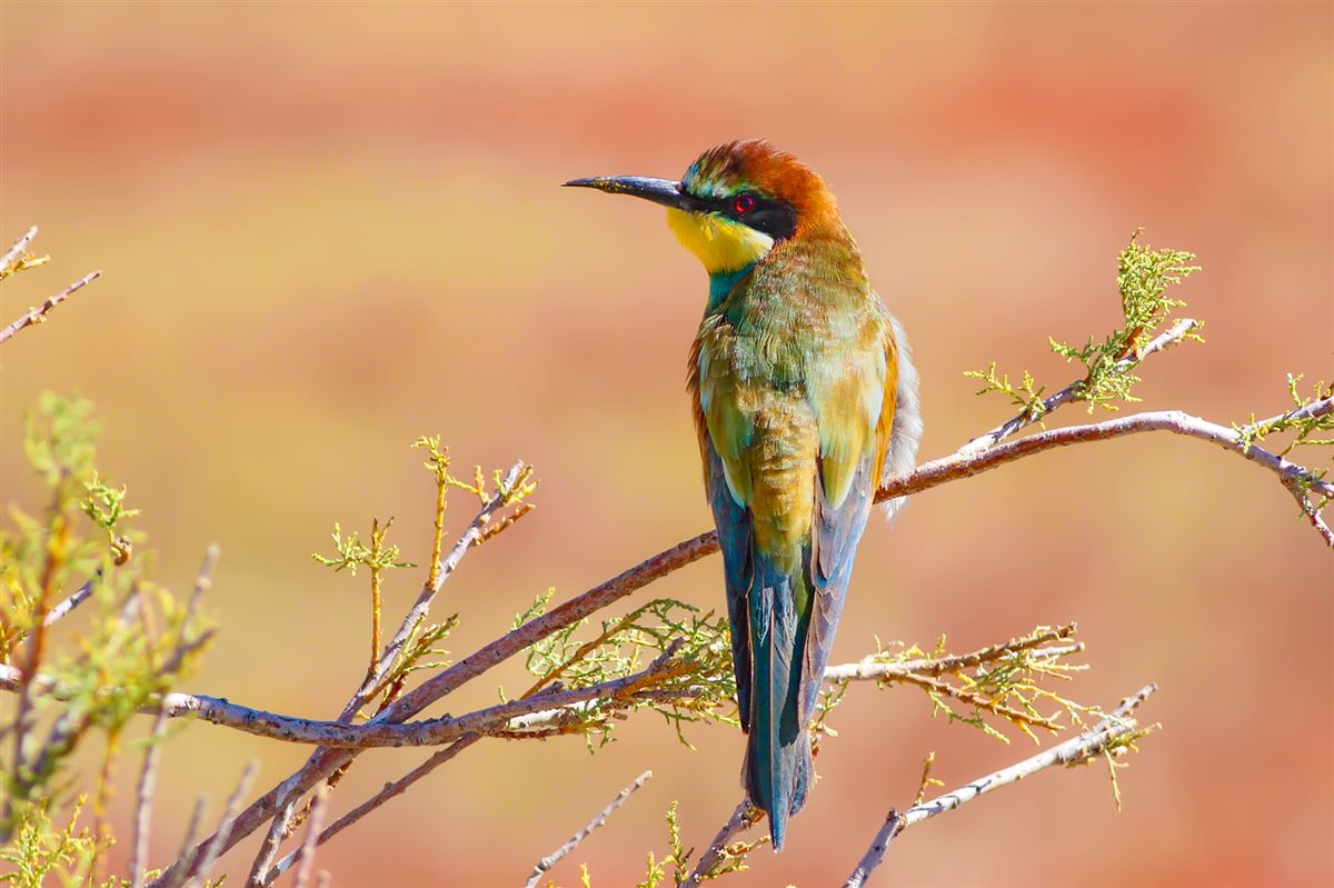 European Bee-eater