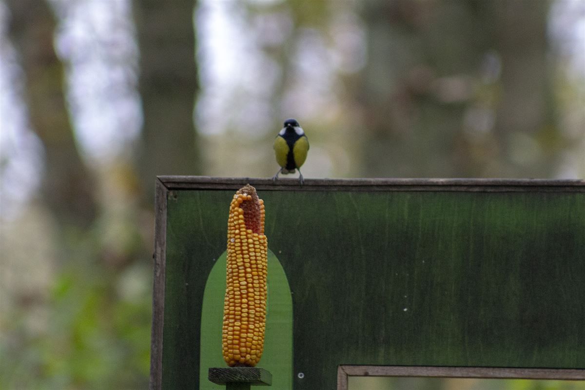 Great Tit