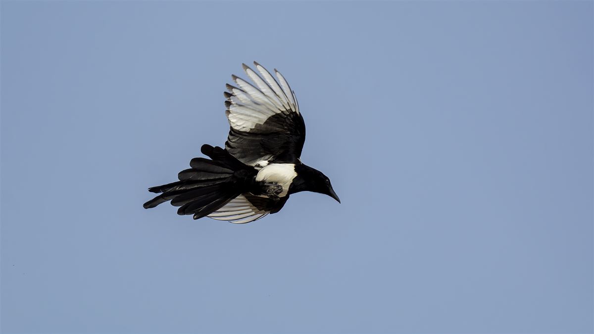 Eurasian Magpie