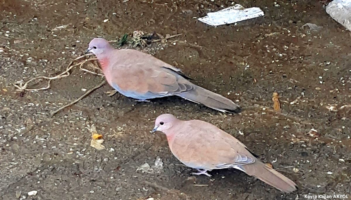 Laughing Dove
