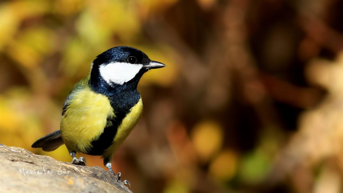 Great Tit