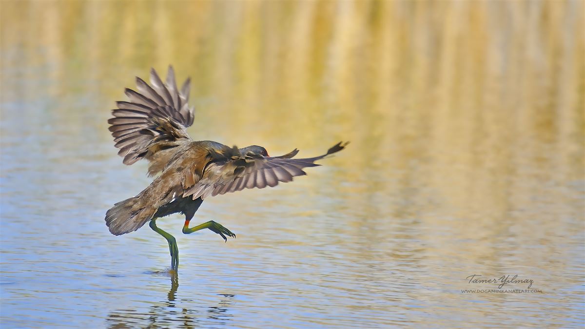 Common Moorhen