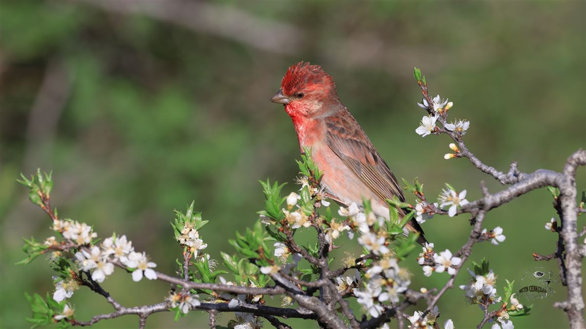 Common Rosefinch