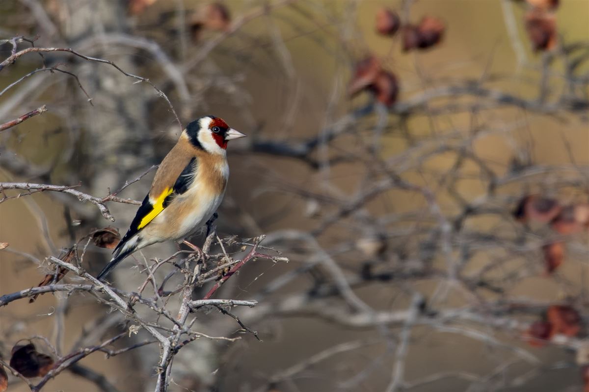 European Goldfinch