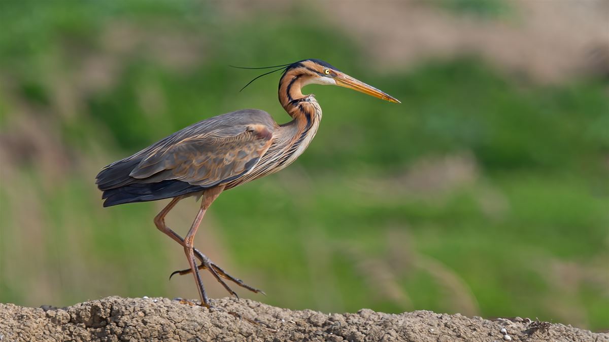 Purple Heron