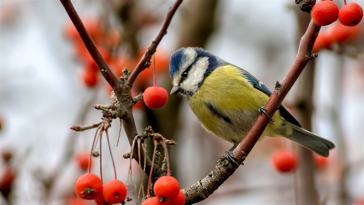 Eurasian Blue Tit