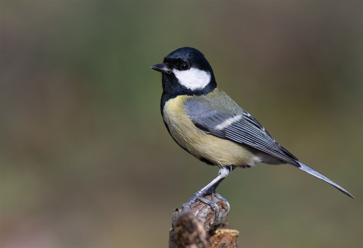 Great Tit
