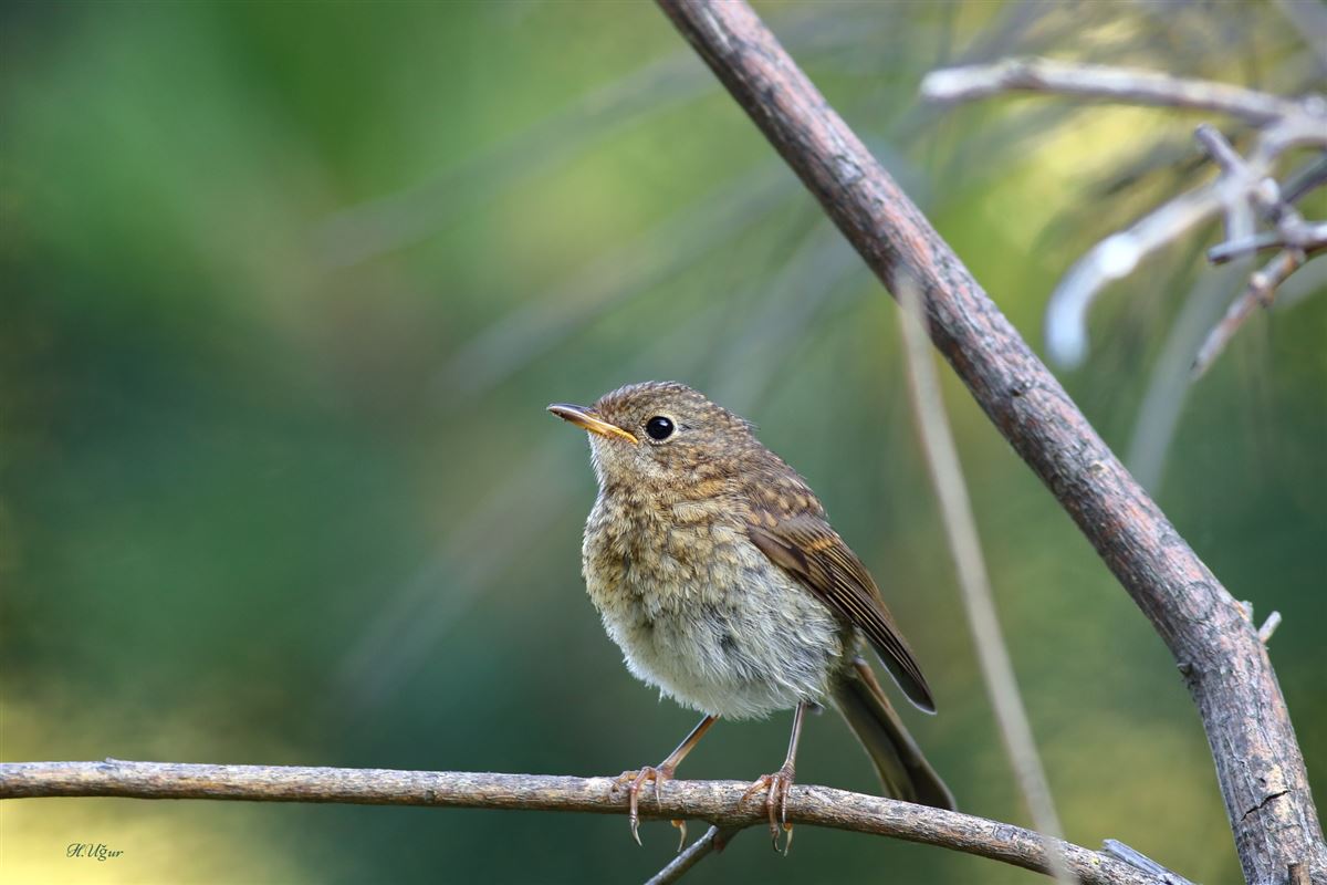 European Robin