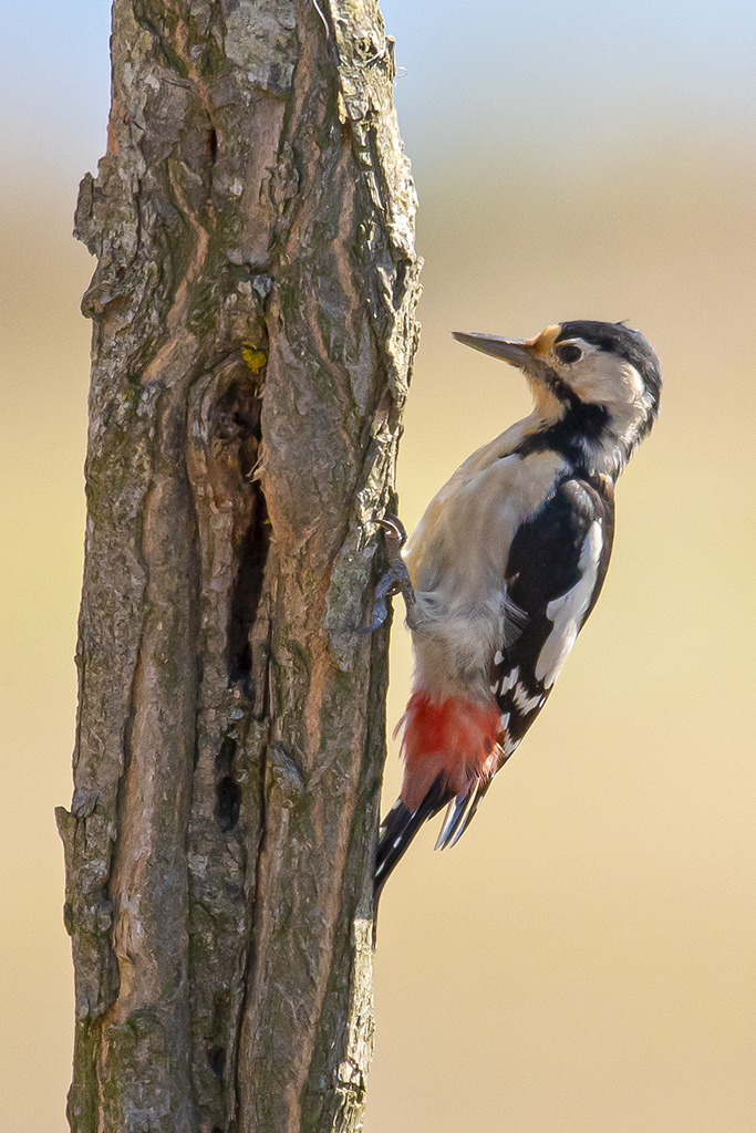 Syrian Woodpecker