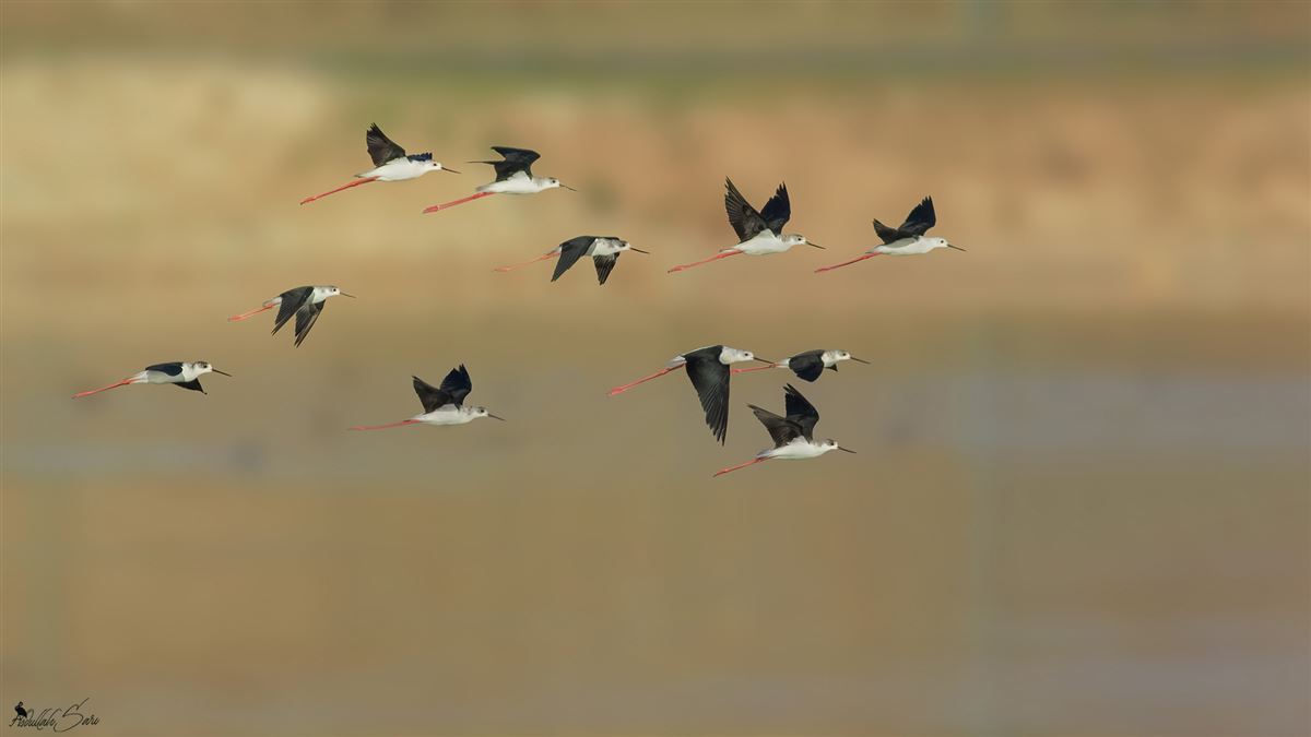 Black-winged Stilt