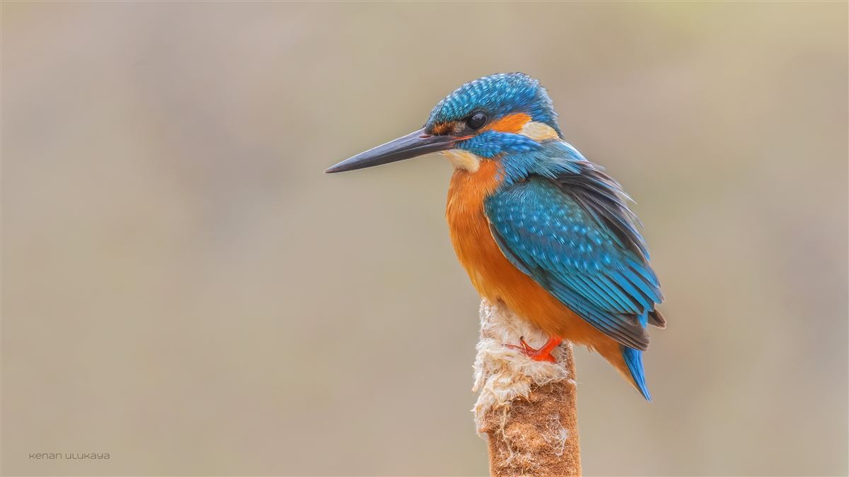 Common Kingfisher