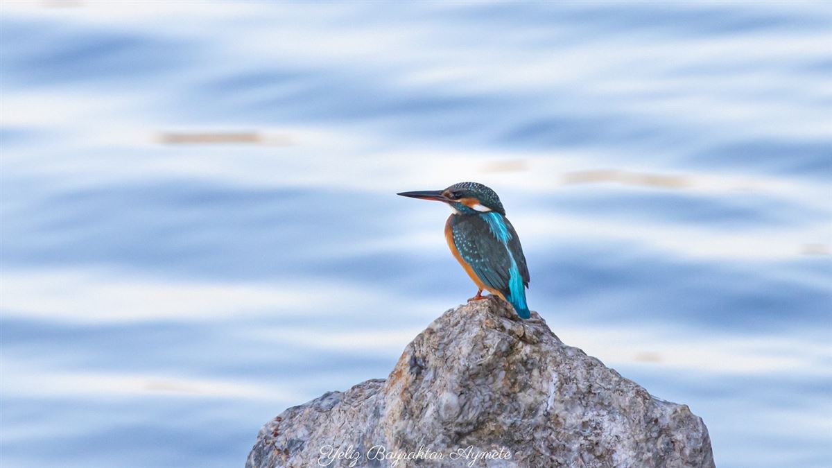 Common Kingfisher