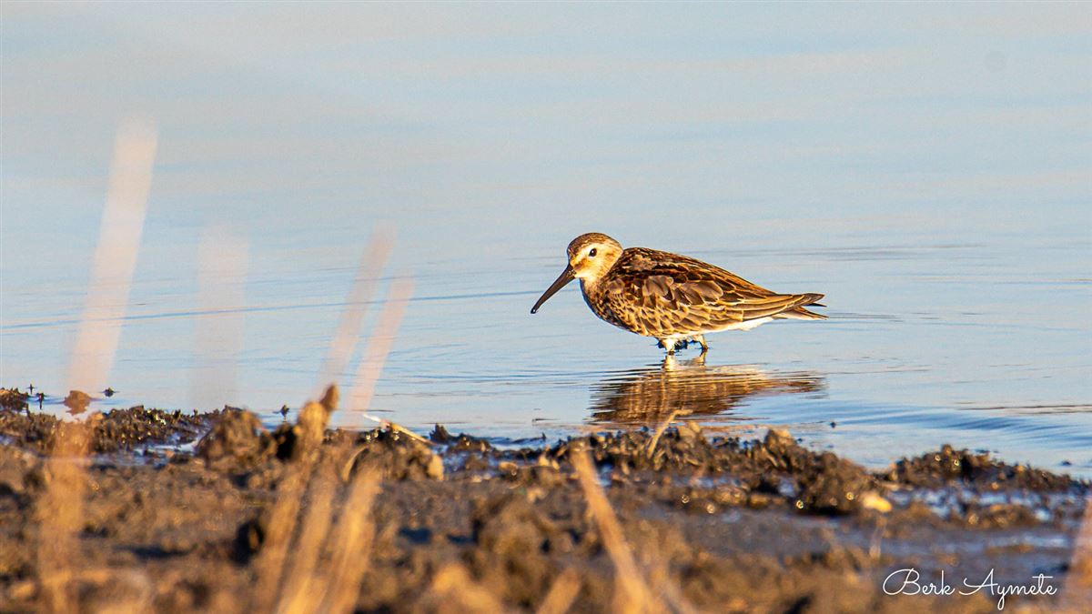 Dunlin