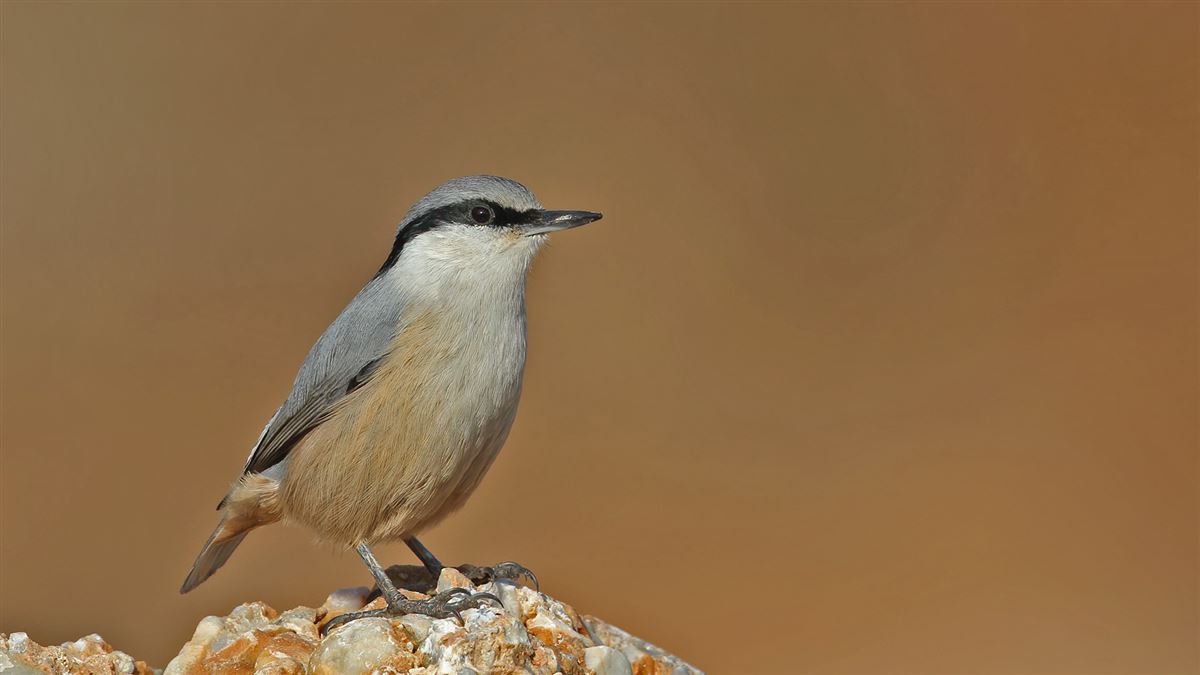 Western Rock Nuthatch
