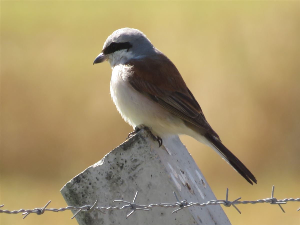 Red-backed Shrike