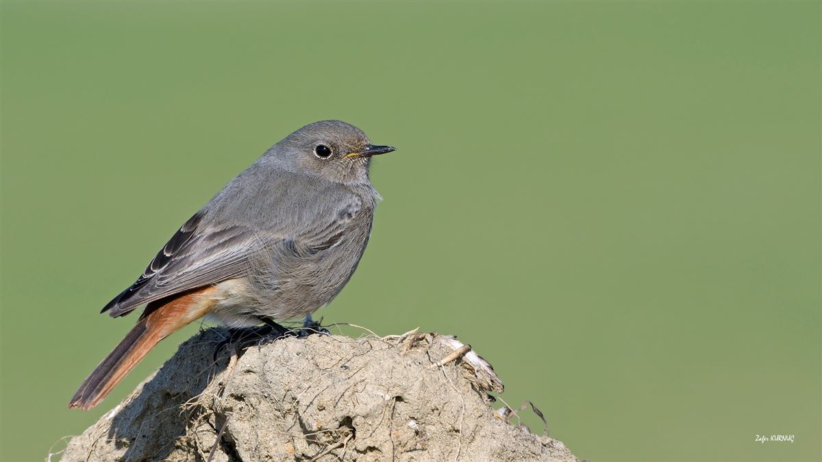 Black Redstart