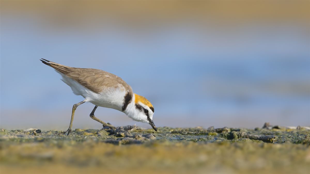 Kentish Plover