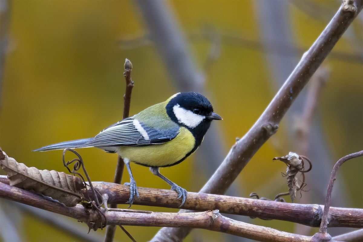 Great Tit