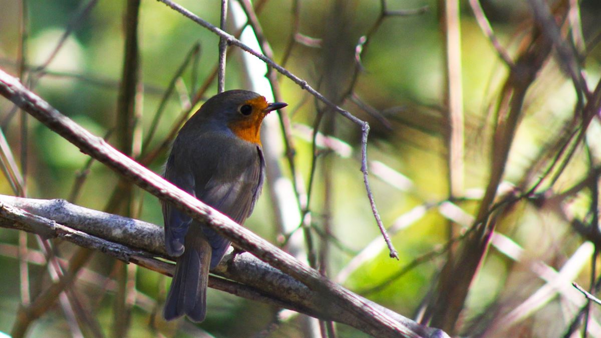 European Robin