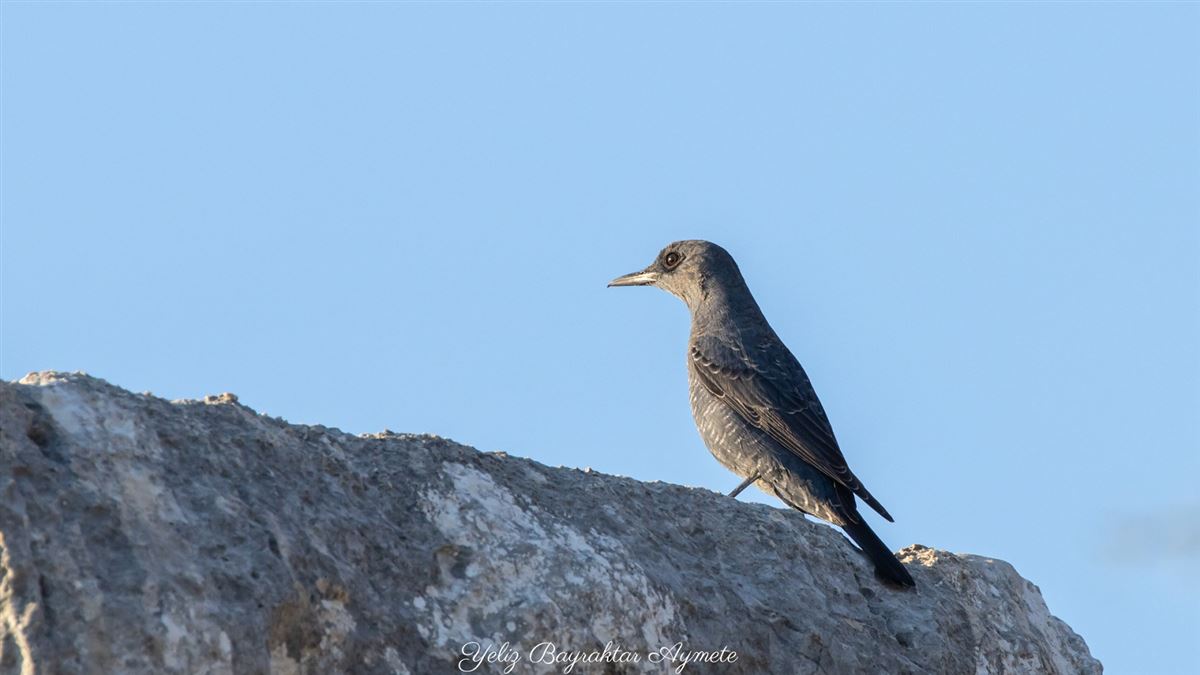 Blue Rock Thrush