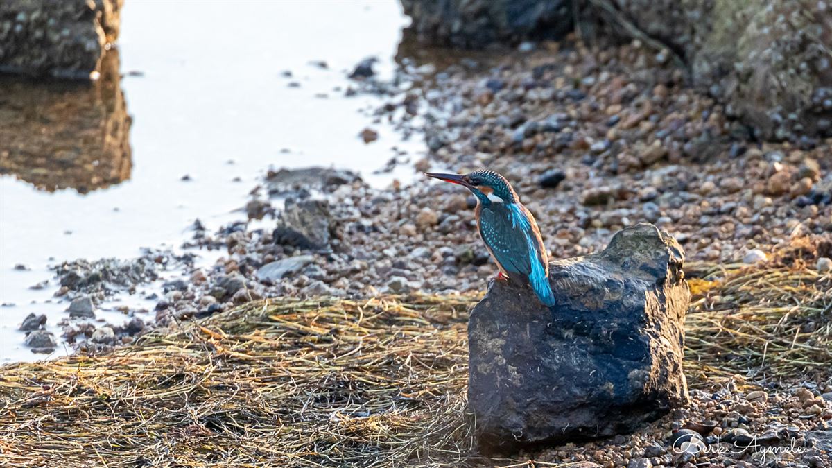 Common Kingfisher