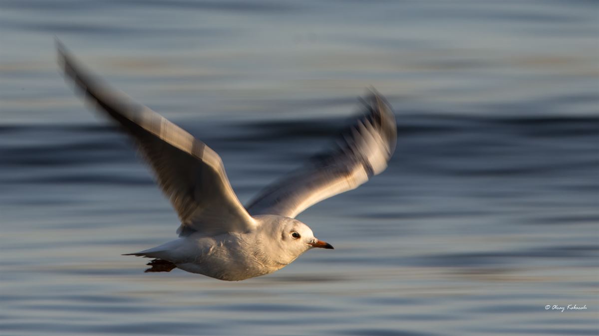 Black-headed Gull