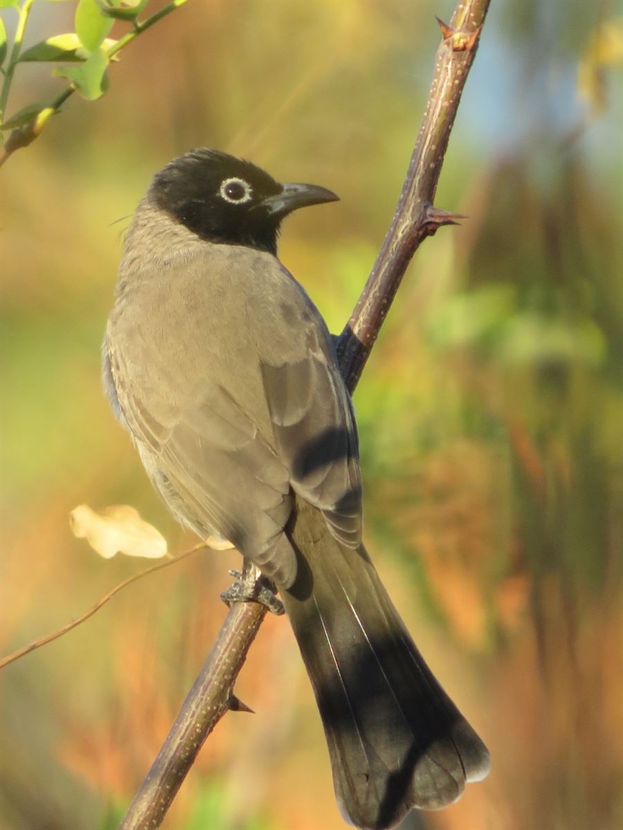 White-spectacled Bulbul