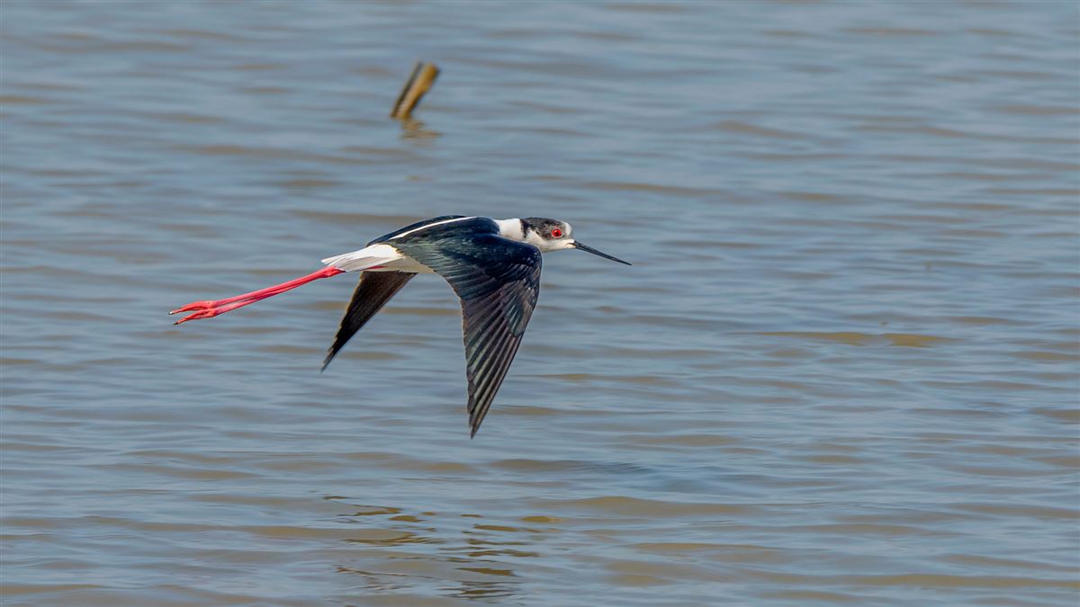 Black-winged Stilt