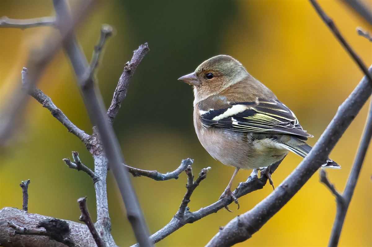 Common Chaffinch