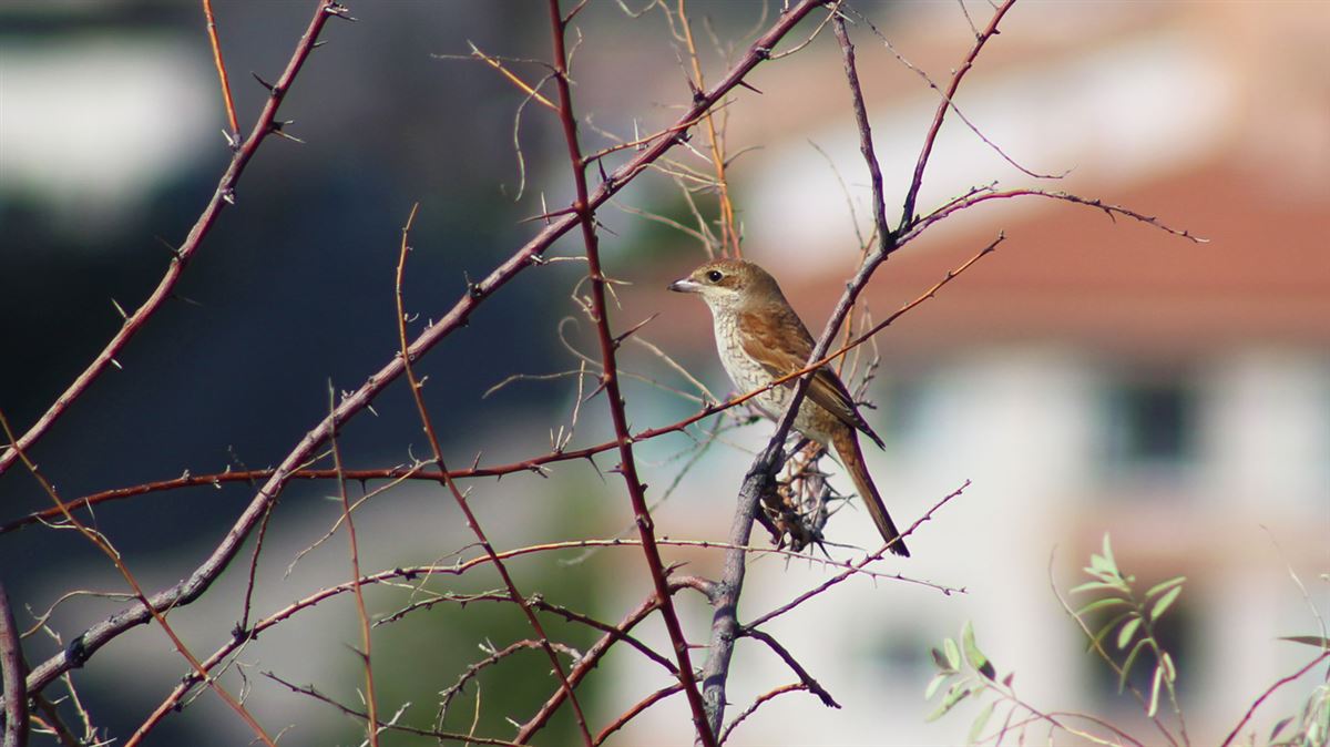 Red-backed Shrike