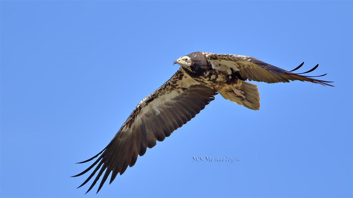 Egyptian Vulture