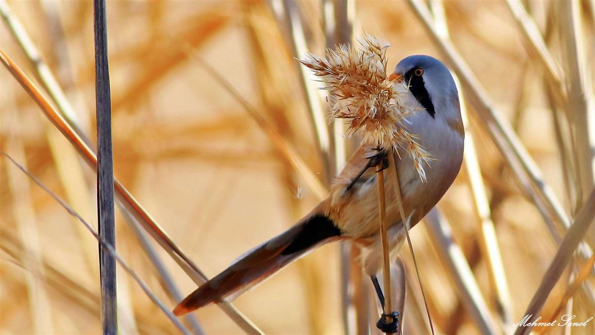Bearded Reedling