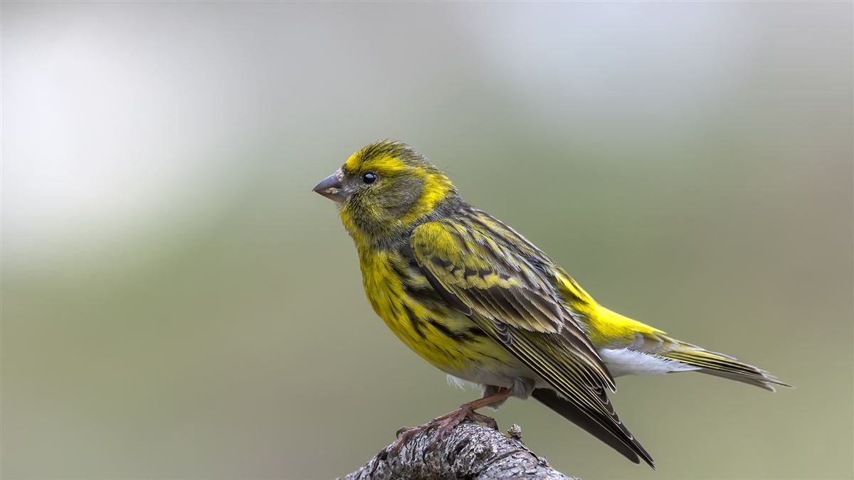 European Serin