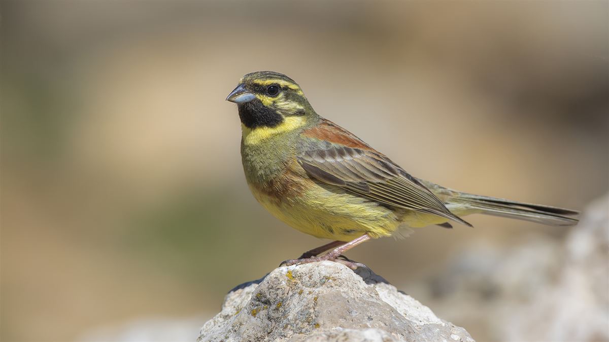 Cirl Bunting