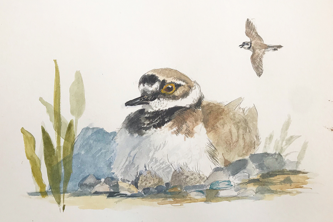 Little Ringed Plover