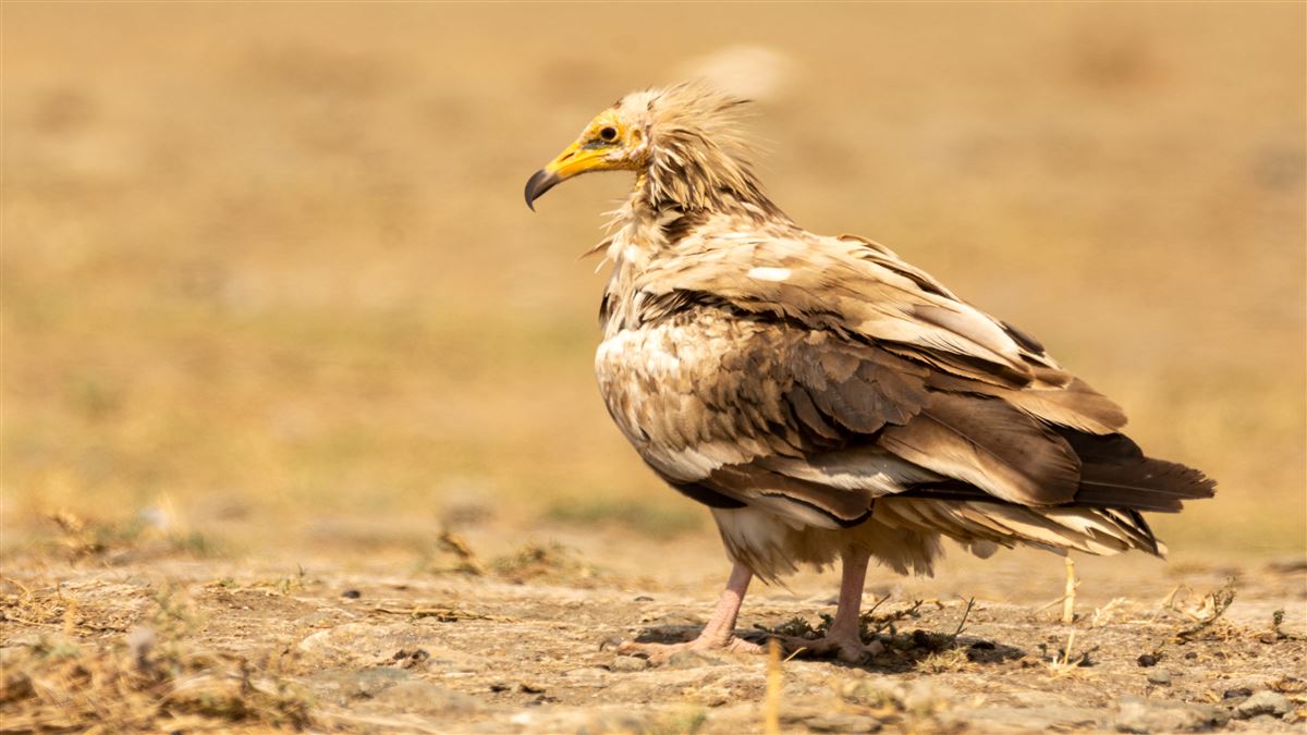 Egyptian Vulture