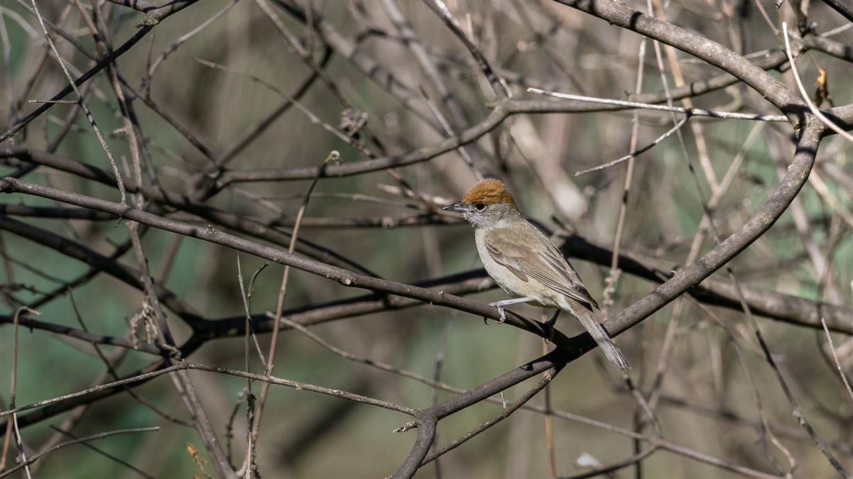 Eurasian Blackcap