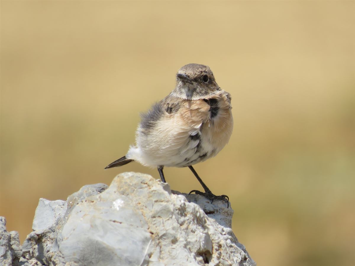 Black-eared Wheatear